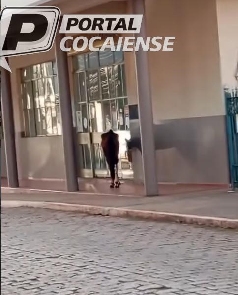 Cavalo é visto na porta da prefeitura e rende memes na internet